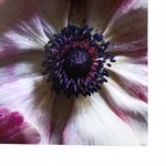Anemone I