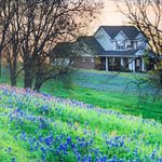 Bluebonnets